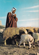 Un Berger Jordan - A Shepherd  Jordan - Jordanie