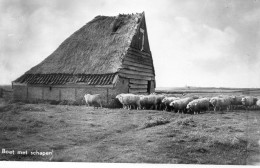 Boet Met Schapen - Texel