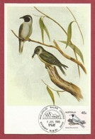 Australien 1980  Mi.Nr. 717 , Masked Woodswallow - Australian Birds - Maximum Card - First Day Of Issue 1Jul 1980 - Cartas Máxima