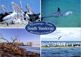 11-8-2023 (2 T 11) Australia - WA - South Yunderup Pelican & Dolphins - Altri & Non Classificati