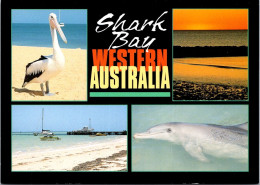 11-8-2023 (2 T 11) Australia - WA - Shark Bay Pelican & Dolphin - Sonstige & Ohne Zuordnung