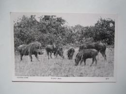 UGANDA GAME WART HOG POSTCARD - Uganda