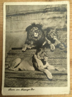 Leipziger Zoo Lowen Leeuwen - Lions