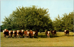 Canada Alberta Calgary Canadian Hereford Association Yearling Hereford Heifers - Calgary