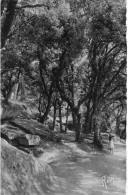 Noirmoutier Au Bois De La Chaize Les Chenes Verts - Noirmoutier