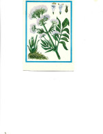 Postcard Unused -   Plants - Medicinal Plants  - Valeriana ( Valeriana Officinalis L.) - Plantas Medicinales