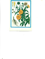 Postcard Unused -   Plants - Medicinal Plants - Kalendula ( Calendula Officinalis L.) - Heilpflanzen