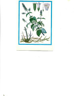 Postcard Unused -   Plants - Medicinal Plants - Mint ( FMentha Piperita L..) - Medicinal Plants