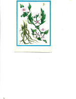 Postcard Unused -   Plants - Medicinal Plants -  Big Mallow ( Althaea Officinalis L.) - Plantes Médicinales