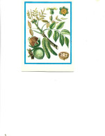 Postcard Unused -   Plants - Medicinal Plants - The Walnut  (Juglans Regia L..) - Geneeskrachtige Planten