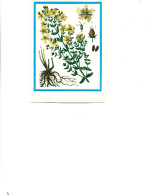 Postcard Unused -   Plants - Medicinal Plants - Pojarnitsa (Hypericum Perforatum L.) - Heilpflanzen