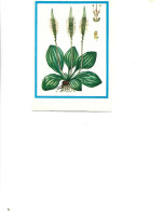 Postcard Unused -   Plants - Medicinal Plants -  The Plantain ( Plantago Major L.) - Heilpflanzen