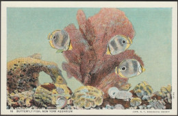 Butterfly Fish, New York Aquarium, 1937 - Curt Teich Postcard - Poissons Et Crustacés