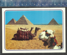 GIZA -  THE PYRAMIDS ( CAMELS ) - ATTALIA CARDS - Pyramides