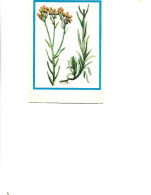 Postcard Unused -   Plants - Medicinal Plants - Siminoc (Helichrysum Arenarium Dc.) - Heilpflanzen