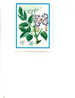 Postcard Unused -   Plants - Medicinal Plants - Elderberry  (Sambucus Nigra L.) - Plantes Médicinales