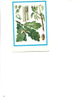 Postcard Unused -   Plants - Medicinal Plants - Pedunculate Oak  (Quercus Robur L.) - Heilpflanzen