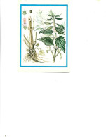 Postcard Unused -   Plants - Medicinal Plants - Goose Sole  (Leonorus Quinquelobatus Gilib) - Piante Medicinali