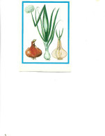 Postcard Unused -   Plants - Medicinal Plants - Onion  (Allium Cepa L.) - Medicinal Plants