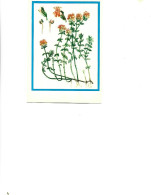 Postcard Unused -   Plants - Medicinal Plants - Skylighter  (Thymus Serpyllum L.) - Geneeskrachtige Planten