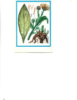 Postcard Unused -   Plants - Medicinal Plants - Big Grass  (Inula Helenium L..) - Plantes Médicinales