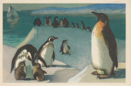 Russia Postcard "Penguins" TU Berlin Ca Bellingshausen 07.05.1997(SE172B) - Antarctische Fauna