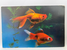 Gold Fish Goldfish Postcard - Poissons Et Crustacés