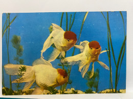 Gold Fish Goldfish Postcard - Poissons Et Crustacés