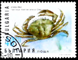 ►  BULGARIA   (Crabe Crustacé)  CARCINUS MEDITERRANEUS   Crab    40 1995 - Crustaceans