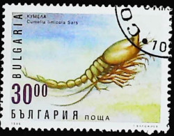 ►  BULGARIA  (Crevette  Crustacé)   Shrimp    30,00. 1996 - Crustaceans
