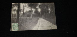 Cp 28 Eure Et Loir LEVES Les Bois De Lèves ( Forêt Allée Femmes ) - Lèves