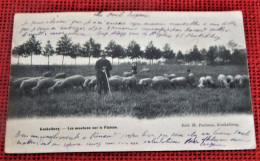 KOEKELBERG -  BRUXELLES -  Les Moutons Sur Le Plateau  -  1904 - Koekelberg