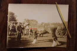 Photo 1900's Concours Cheval De Trait Foire Chevaux Royaume Uni UK Tirage Albuminé Albumen Print Vintage - Old (before 1900)