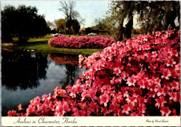 Florida Clearwater Azaleas In Bloom At Sylvan Abbey - Clearwater