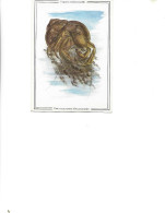 Postcard Unused -  Shellfish  -  Middendorf Hermit Crab -  Pagurus Middendorffii - Poissons Et Crustacés