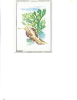 Postcard Unused -  Shellfish  -  Nudibranch Mollusk Corifella  -  Coryphella Sp. - Poissons Et Crustacés