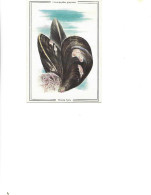 Postcard Unused -  Seashells   - Mussel Gray  -  Crenomytilus Grayanus - Poissons Et Crustacés