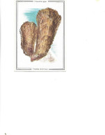 Postcard Unused -  Seashells   -  The Oyster  Gigantic.  -  Crenomytilus Grayanus - Poissons Et Crustacés