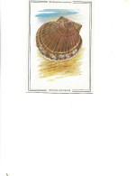Postcard Unused -  Seashells   -   Seaside Scallop.  -  Mizuhopecten Yessoensis - Poissons Et Crustacés