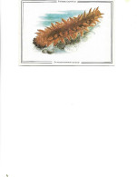 Postcard Unused -  Marine Life -   Far Eastern Trepang .  -  Stichopus Japonicus - Poissons Et Crustacés