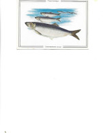 Postcard Unused - Pisces -   Pacific Herring  -  Clupea Harengus - Poissons Et Crustacés