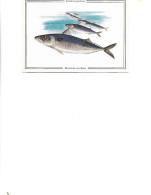 Postcard Unused - Pisces -  Japanese Mackerel  -  Scomber Japonicus - Poissons Et Crustacés