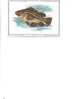 Postcard Unused - Pisces - Three-banded Sea Bass  -  Sebastodes Trivittatus - Poissons Et Crustacés