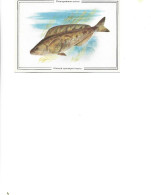 Postcard Unused - Pisces -  Southern Single-finned Greenling  -  Pleurogrammus Azonus - Poissons Et Crustacés