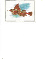 Postcard Unused - Pisces -  Agonomal Proboscis -   Agonomalus Proboscidis - Poissons Et Crustacés