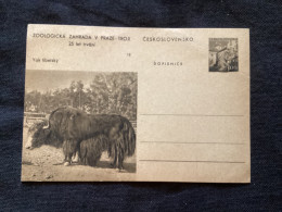 1956 CDV 130 Zoo De Prague ** Yack Du Tibet - Postcards