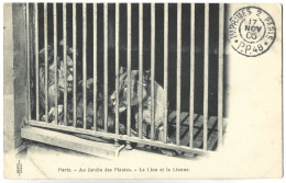 LION Et LIONNE - PARIS - Au Jardin Des Plantes - Lions