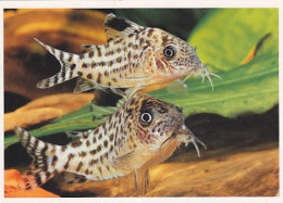 AK 152755 FISH / FISCH - Corydoras Agassizi - Poissons Et Crustacés