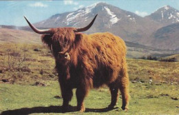 AK 152789 A Monarch Of The Glen - Taureaux