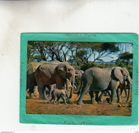 FAUNE AFRICAINE ELEPHANTS - Non Classés